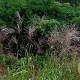 Miscanthus sin. 'Rosi' GM  P11