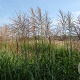 Miscanthus sin. 'Rotfuchs' GM C5