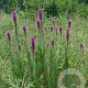 Liatris pycnostachya GM P9 BIO