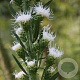 Liatris scariosa 'Alba' GM P9 BIO