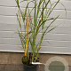 Miscanthus sin. 'Silberfeder' GM C5