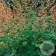 Macleaya m. 'Kelway's Coral Plume' GM P9 BIO