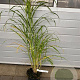 Miscanthus sin. 'Zebrinus' GM C5