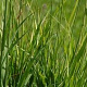 Molinia arund. 'Bergfreund' GM P9