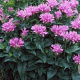 Monarda Petite Delight GM P9 BIO