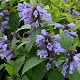 Nepeta subsessilis GM P9 BIO