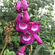 Penstemon 'Purple Passion' GM P9 BIO