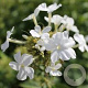 Phlox (P) 'Fujiyama' GM P9 BIO