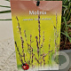 Molinia caerulea 'Edith Dudszus' 80-90 cm 4,0L