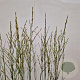 Molinia caerulea 'Heidebraut' 110-120 cm 4,0L