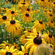 Rudbeckia fulgida fulgida GM P9 BIO