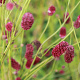 Sanguisorba o. 'Red Thunder' GM P9 BIO