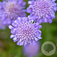 Scabiosa col. 'Butterfly Blue' GM P9 BIO