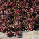 Sedum album 'Murale' GM P9 BIO