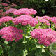 Sedum spectabile 'Rosenteller' GM P9 BIO