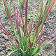 Molinia caerulea 'Rotschopf' GM P9