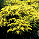 Solidago 'Strahlenkrone' GM P9 BIO