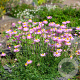 Tanacetum (C) 'Robinson's Rose' GM P9 BIO