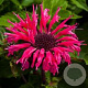 Monarda 'Bee-merry' GM P9
