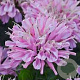 Monarda 'Bubblegum Blast' GM P9