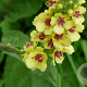 Verbascum nigrum GM P9 BIO