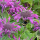 Monarda 'Purple Lace' GM P9