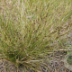 Nassella trichotoma GM P9