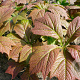 Rodgersia podophylla 'Braunlaub' GM P9 BIO