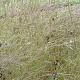 Schizachyrium scoparium 'Wildwest' GM P9 BIO