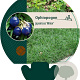 Ophiopogon jap. 'Minor' GM P9