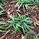 Ophiopogon jap. 'Minor' GM P9