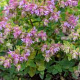 Origanum 'Dingle Fairy' GM P9
