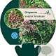 Origanum laevigatum 'Herrenhausen' GM P9