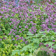 Origanum laevigatum 'Herrenhausen' GM P9