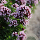 Origanum vulg. 'Compactum' GM P9