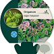 Origanum vulg. 'Compactum' GM P9