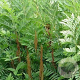 Osmunda regalis GM P9