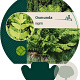 Osmunda regalis GM P9