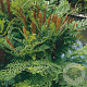 Osmunda regalis GM P9
