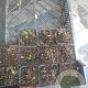 Osmunda regalis GM P9