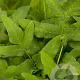 Osmunda regalis GM P9