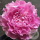 Paeonia (LD) 'Alexander Fleming' GM  P11