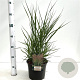Panicum virgatum 'Heavy Metal' 60-80 cm 4,0L