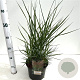 Panicum virgatum 'Heavy Metal' 60-80 cm 4,0L