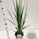 Panicum virgatum 'Northwind' 60-80 cm 4,0L