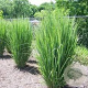 Panicum virgatum 'Northwind' GM 12L