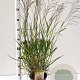 Panicum virgatum 'Squaw' 60-80 cm 4,0L
