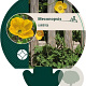 Meconopsis cambrica GM P9