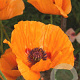 Papaver or. 'Harvest Moon' GM P9