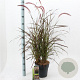 Pennisetum advena 'Rubrum' 30-40 cm 5,0L